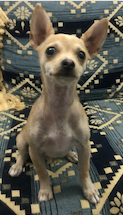 Maxi, Chihuahua