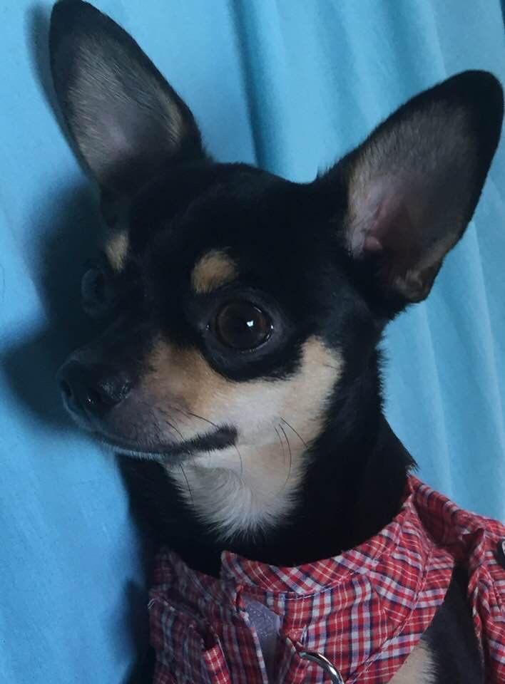 Zeus, Chihuahua