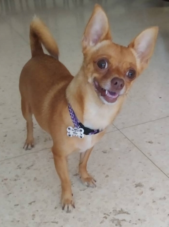 Mia, Chihuahua