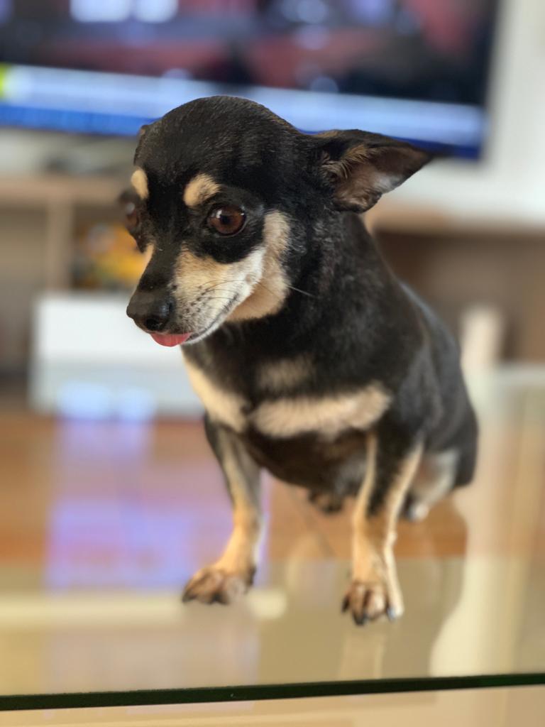 Chanel, Chihuahua
